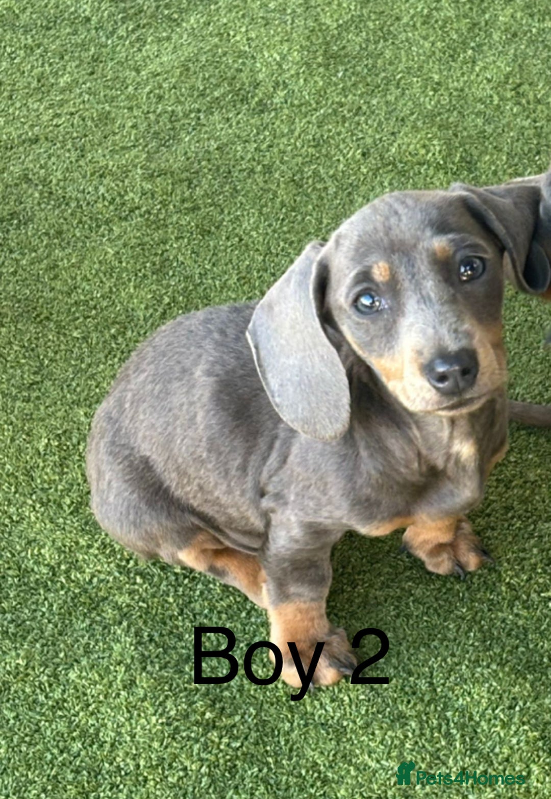 Miniature Dachshund dogs for sale: 2 Isabella miniature dachshund READY TO LEVE NOW  - Image 5