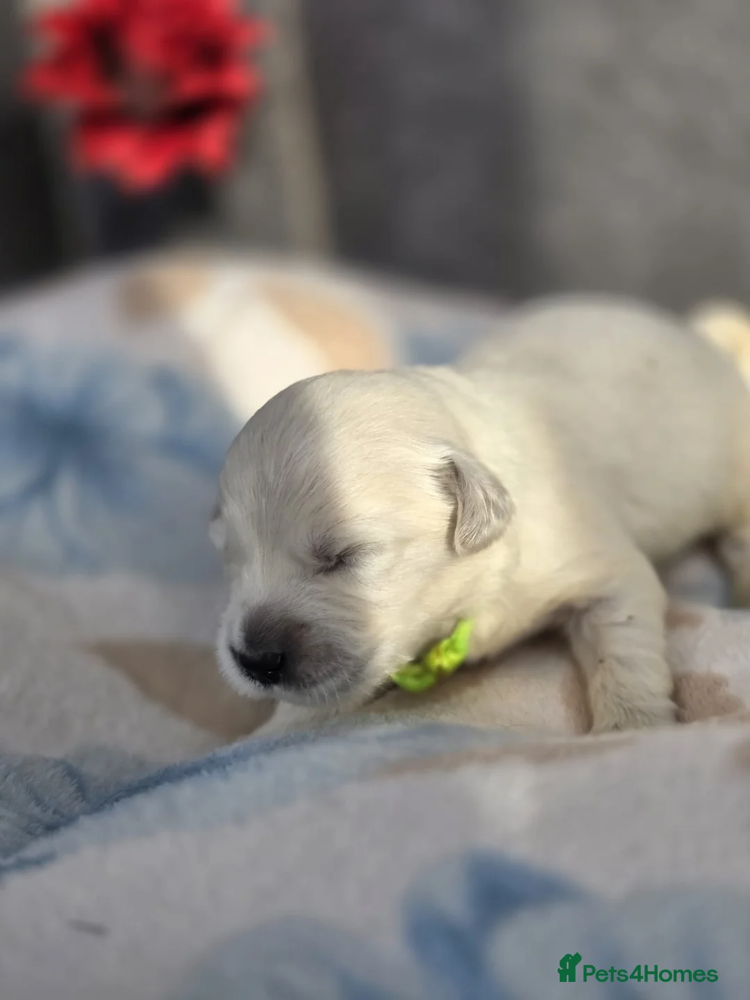 Golden Retriever dogs for sale: Beautiful kc golden retriever pups - Advert 31