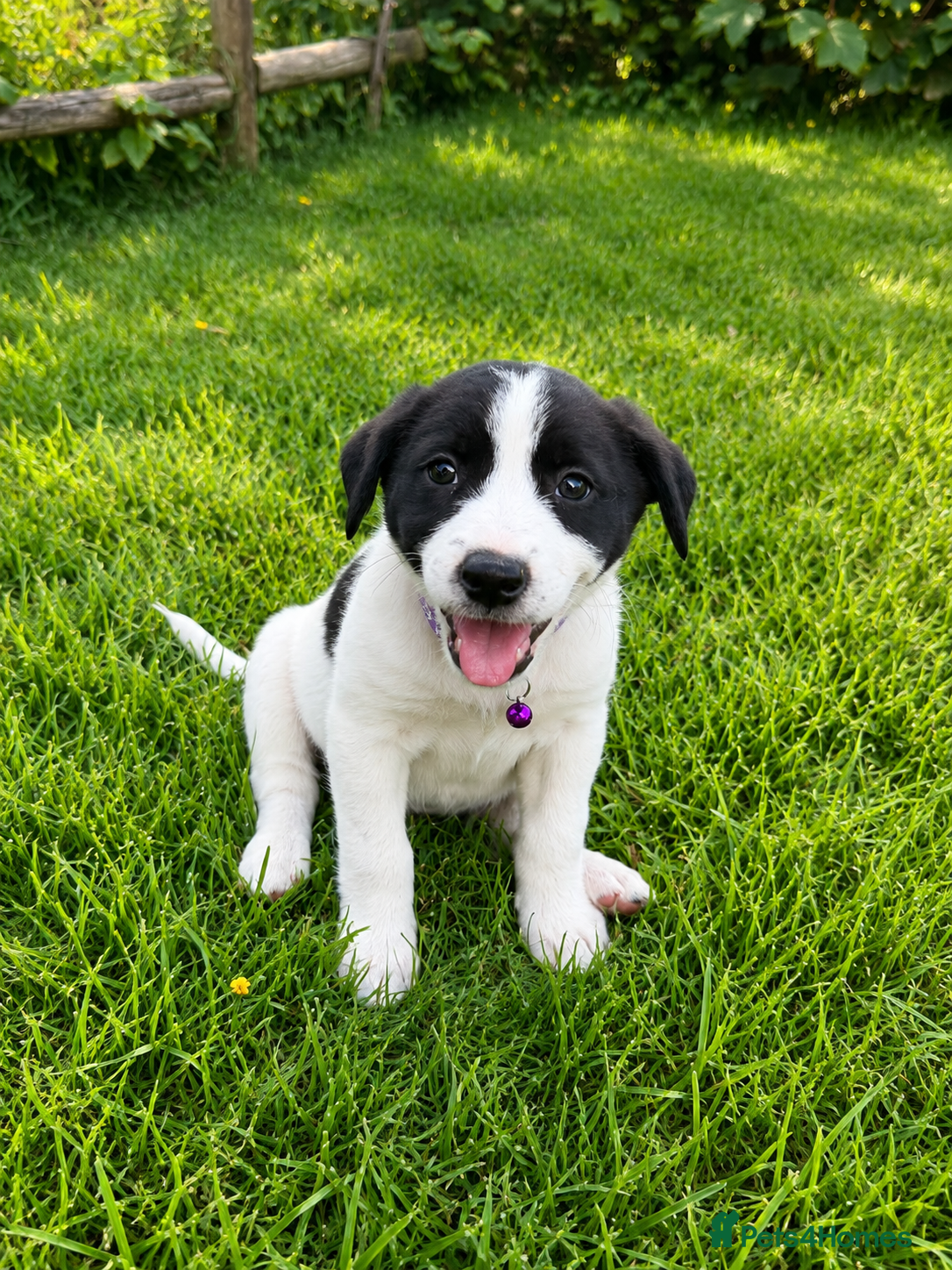 Border Collie dogs for sale: Border Collie Puppies Ready Now - Advert 3