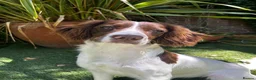 English Springer Spaniel dogs for sale: English Springer Spaniel – Female – 8 Months Old in Ipswich - Advert 1