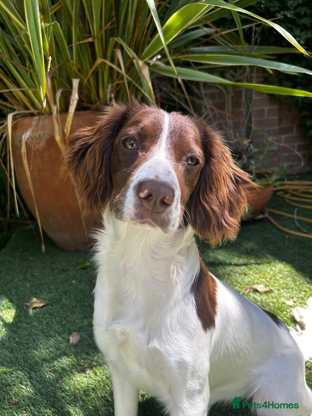 English Springer Spaniel dogs for sale: English Springer Spaniel – Female – 8 Months Old in Ipswich - Advert 1