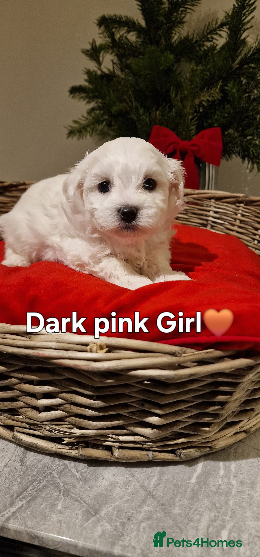 Maltese dogs for sale: 🐶🤍 Beautiful Maltese Girl Puppies 🤍🐶 - Advert 4
