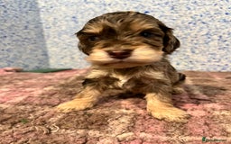 Cockapoo dogs for sale: Cockapoo puppies Rainbow litter  - Advert 35