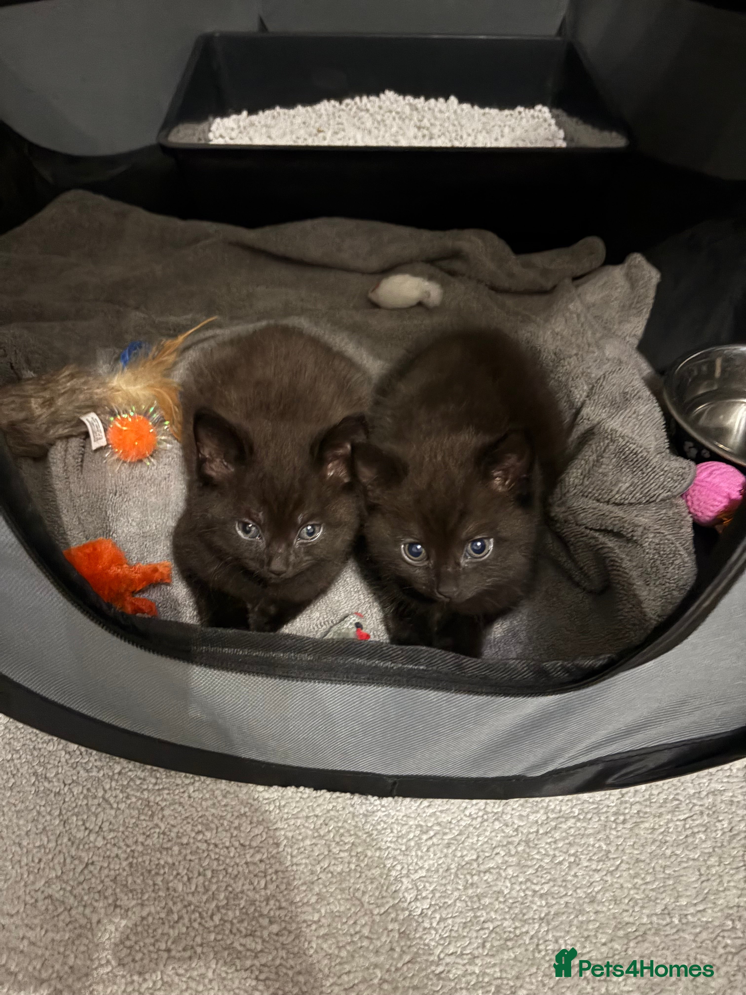 Mixed Breed cats 2 boy Kittens - Maine Coone x Russian Blue - Advert 4