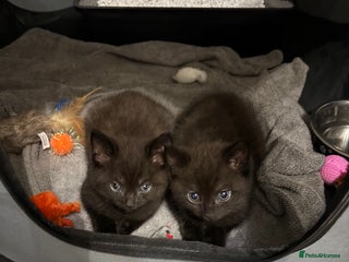Mixed Breed cats 2 boy Kittens - Maine Coone x Russian Blue - Advert 3