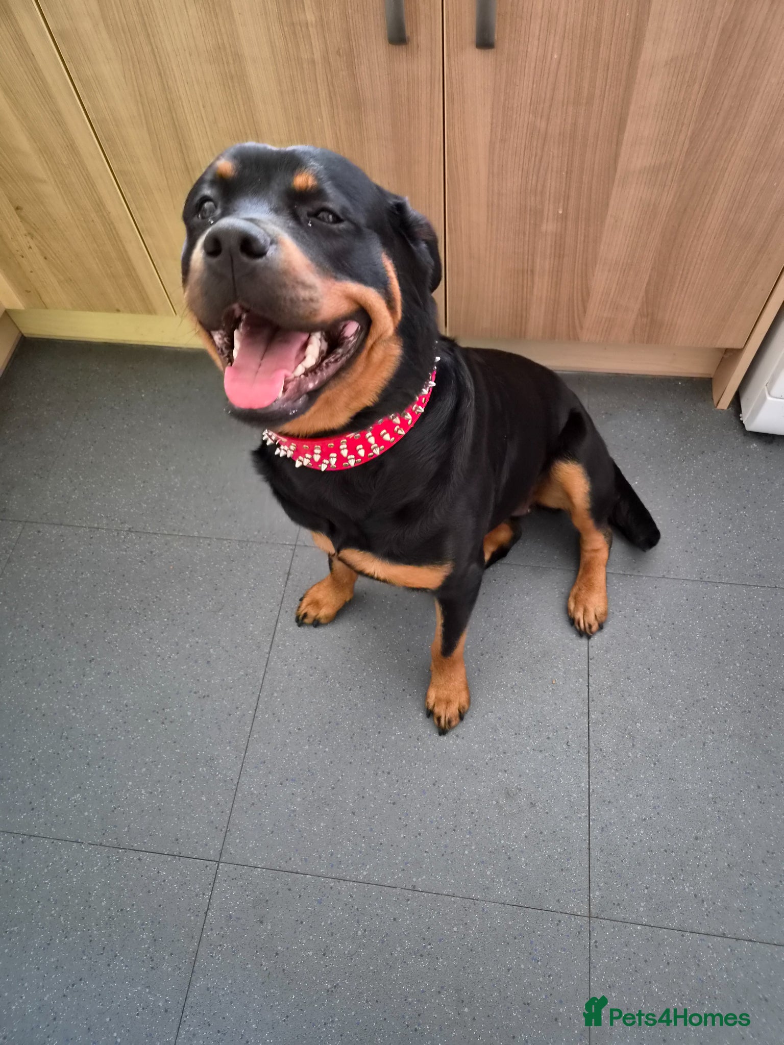 Rottweiler dogs Rottweiler  - Advert 3