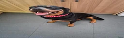 Rottweiler dogs for sale: Rottweiler  in Wrexham - Advert 1