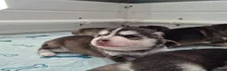 Pomsky dogs for sale: Pomsky puppies from Health tested parents - Advert 10