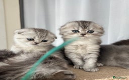 Scottish Fold cats for sale: Adorable Scottish Fold Kittens  - Image 30
