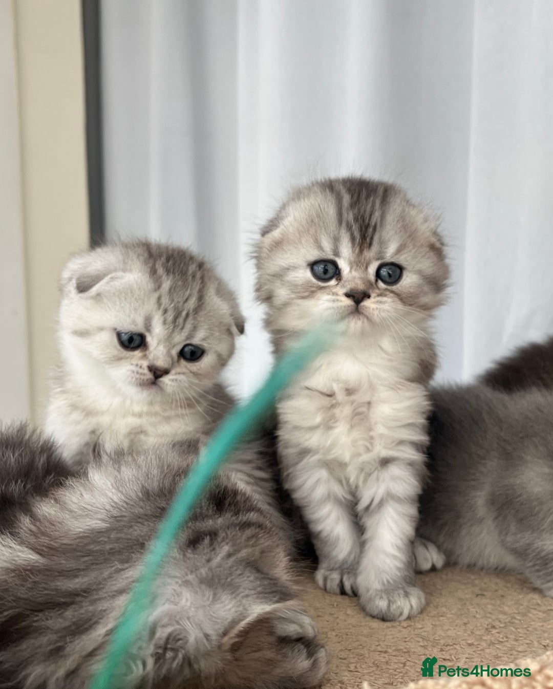 Scottish Fold cats for sale: Adorable Scottish Fold Kittens  - Image 30