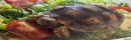 Tortoise reptiles for sale: Horsefield, Hermann’s and Sulcata tortoises  - Advert 1