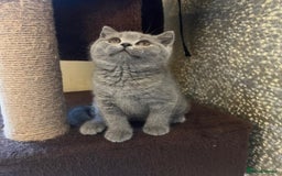 British Shorthair cats for sale: GORGEOUS BSH Kittens - Image 7
