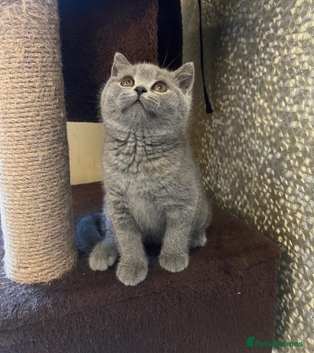 British Shorthair cats for sale: GORGEOUS BSH Kittens - Image 7