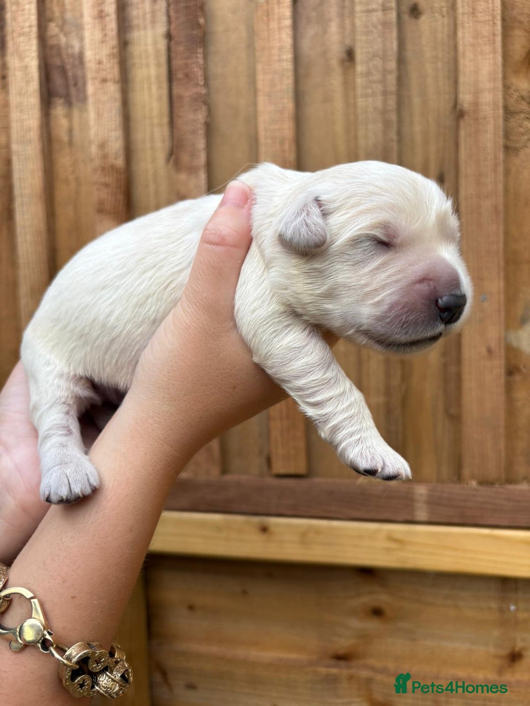 Golden Retriever dogs for sale: Beautiful KC registered golden retrievers - Image 2