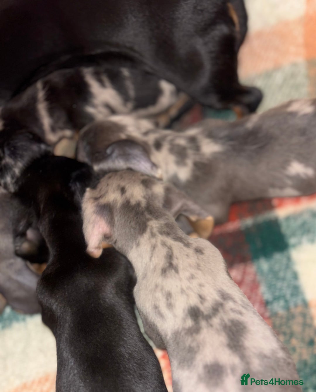 Miniature Dachshund dogs for sale: 🐶 beautiful tiny Dachshund puppies🐶 - Advert 22