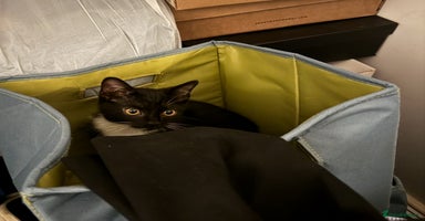 Mixed Breed cats Last kitty for sale!  - Advert 3