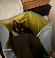 Mixed Breed cats Last kitty for sale! - Advert 3