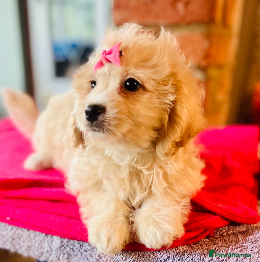Cavapoo dogs for sale: 🩷F1b CREAM CAVAPOO GIRL~ ALL VACCINES INC. 🩷 - Image 6