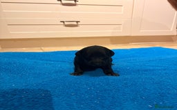 Mixed Breed dogs for sale: F1 Whippet x Bedlington terrier  - Image 7