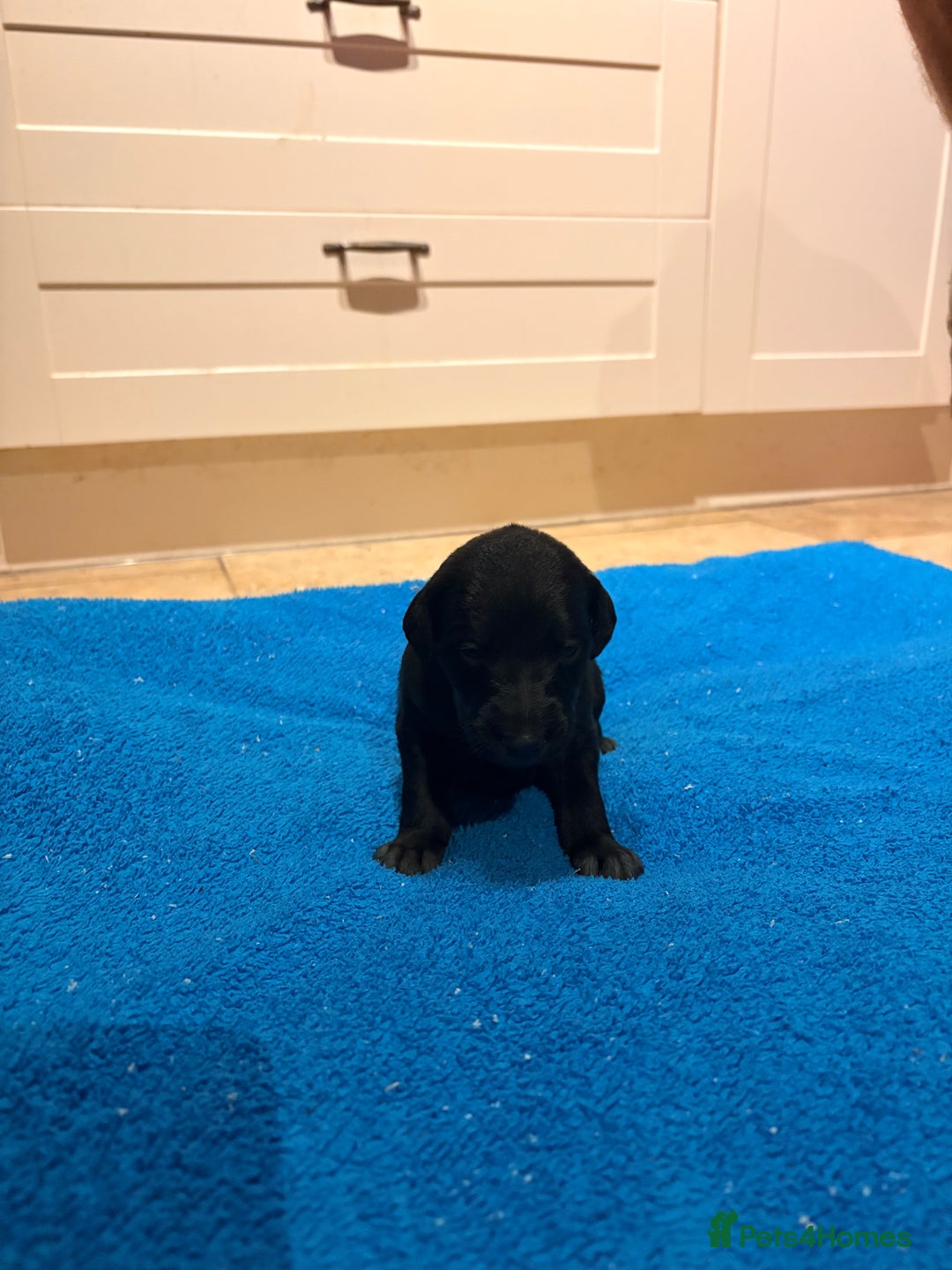 Mixed Breed dogs for sale: F1 Whippet x Bedlington terrier  - Image 7