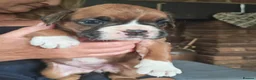 Boxer dogs for sale: Boxer puppies in Leicester - Advert 6