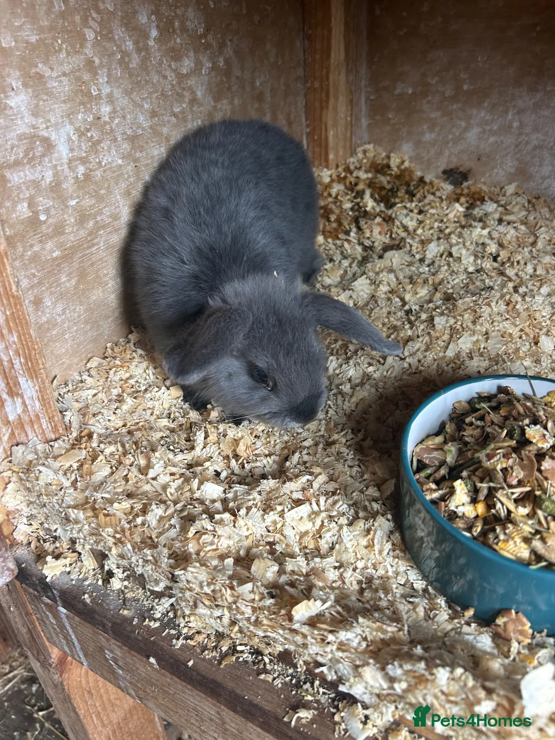 Mini Lop rabbits for sale: Quality minilop girls for sale  - Advert 2