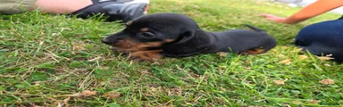 Miniature Dachshund 2