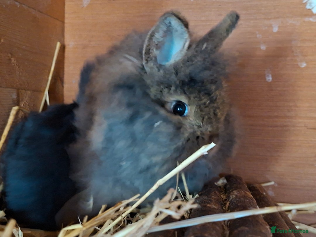 Mixed Breed rabbits for sale: Baby rabbits  - Advert 12