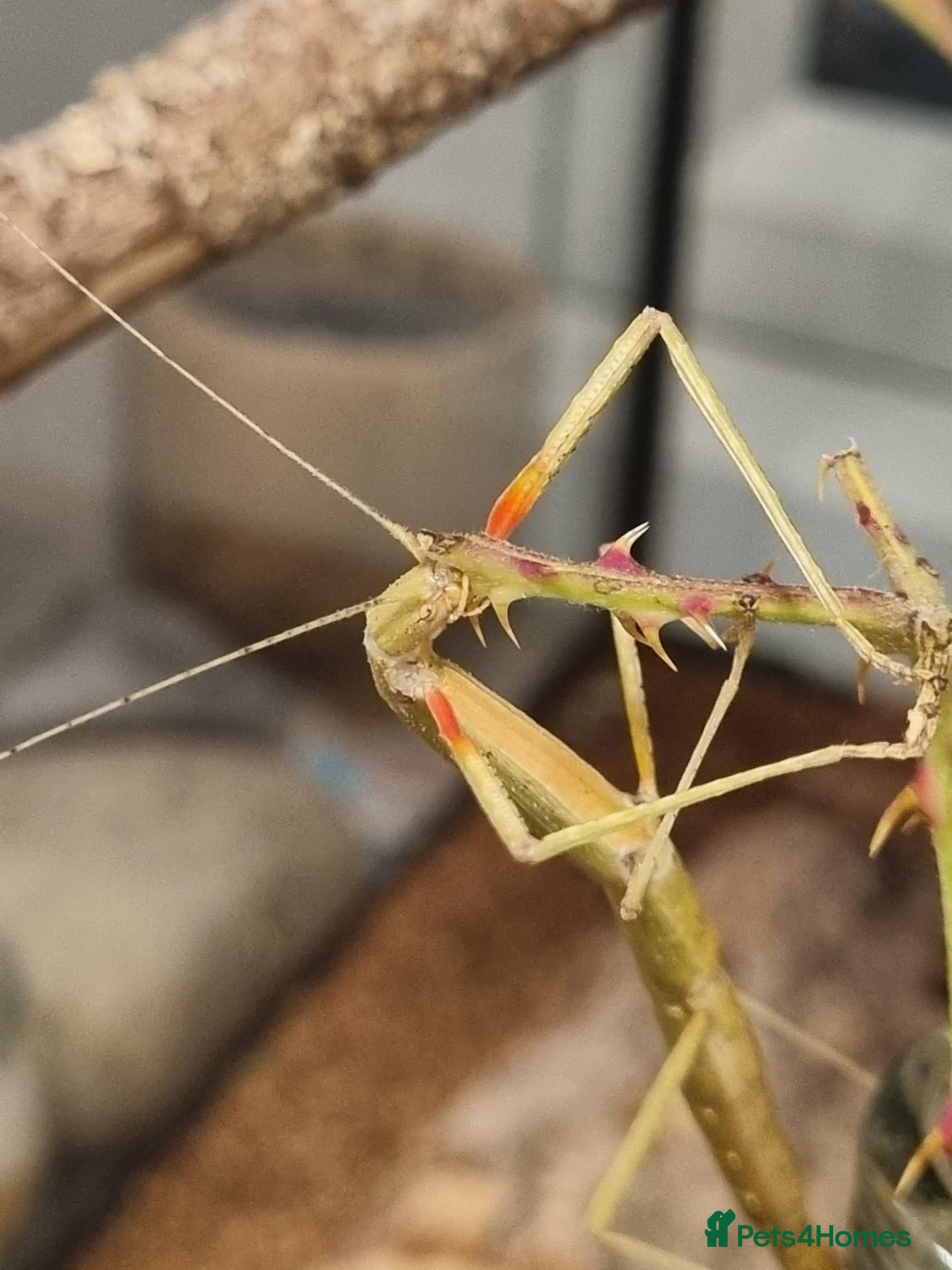Stick Insects invertebrates Large Komodo Glass Terrarium Indian stick insects - Advert 2