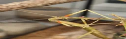 Stick Insects invertebrates for sale: Large Komodo Glass Terrarium Indian stick insects - Advert 2