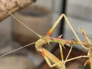 Stick Insects invertebrates Large Komodo Glass Terrarium Indian stick insects - Advert 2
