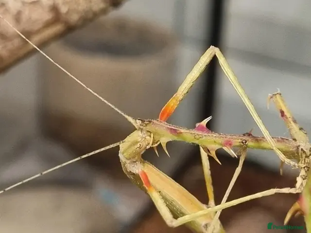Stick Insects invertebrates Large Komodo Glass Terrarium Indian stick insects - Advert 2