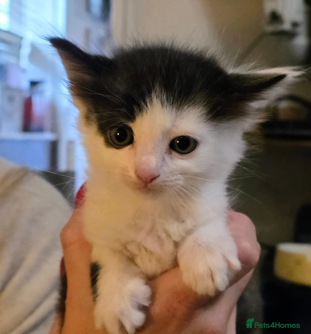 Ragdoll cats for sale: Ragdoll cross in York - Advert 2