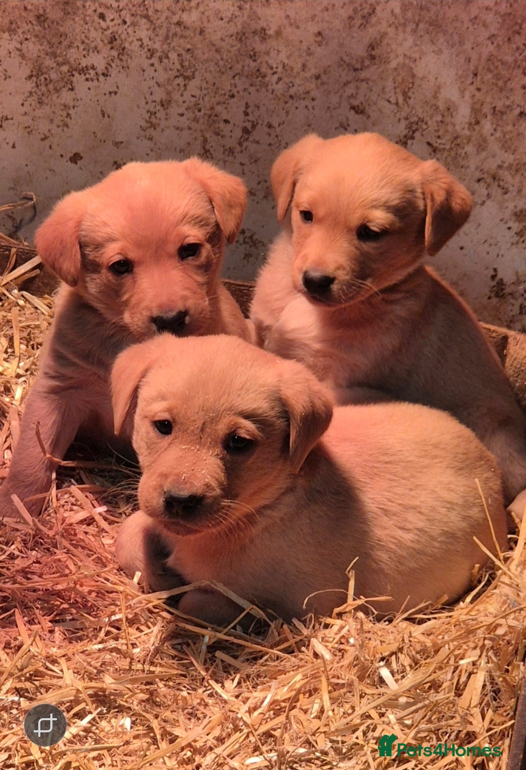 Labrador Retriever dogs KC Reg Labrador Pups  - Advert 5