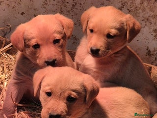 Labrador Retriever dogs KC Reg Labrador Pups - Advert 1