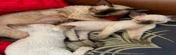 Devon Rex cats for sale: Two mischievous Devon Rex boys  - Advert 36