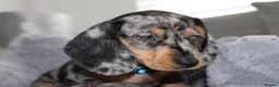 Dachshund dogs for sale: LAST 2 DACHSHUNDS LOOKING FOR THEIR FOREVER HOMES - Advert 5