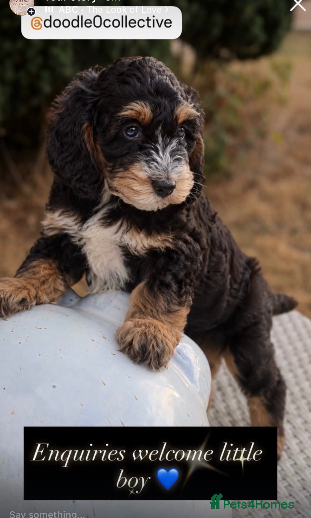Cockapoo dogs Stunning unusual cockapoos  - Advert 1