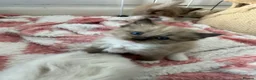 Ragdoll cats for sale: Stunning Ragdoll kittens  - Advert 9