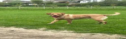 Labrador Retriever dogs for sale: Labrador Puppies mum and dad are our pets) - Advert 4