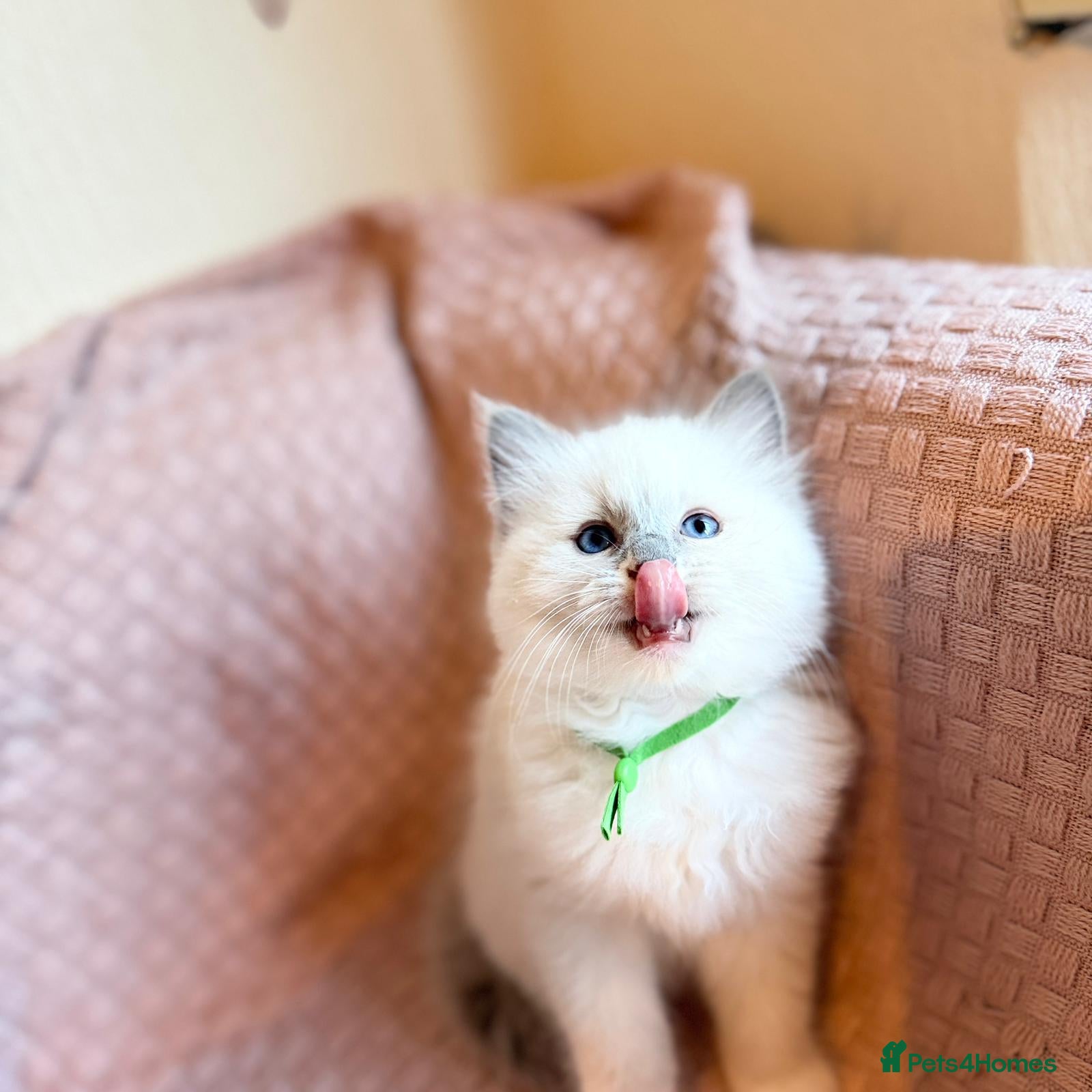 Ragdoll cats Ragdoll  kitten  - Advert 9