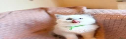 Ragdoll cats for sale: Ragdoll  kitten  in Wisbech - Advert 2