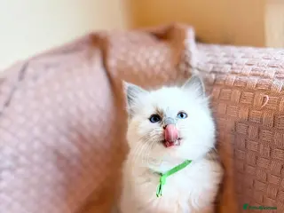 Ragdoll cats Ragdoll kitten - Advert 1