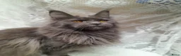 Maine Coon cats for sale: Solid blue maine coon girl - Advert 9