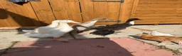 Camel livestock for sale: Runner ducks for sale - Advert 3
