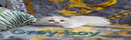 Mixed Breed cats for sale: Beauty fluffy litter ragdoll-ragcoon mix - Advert 5