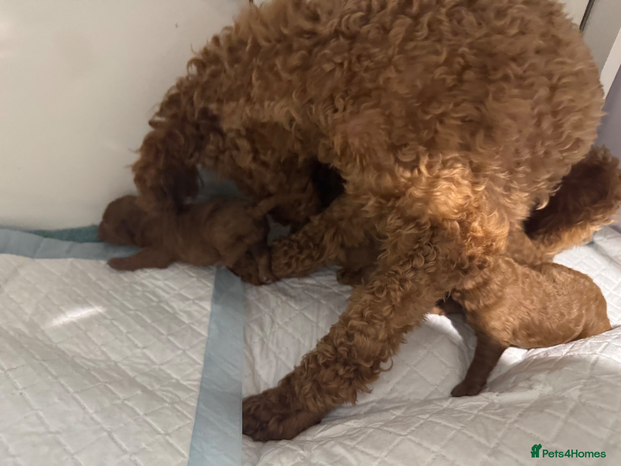 Toy Poodle dogs KC dark ExtraTiny toy poodle puppies champion line - Advert 1
