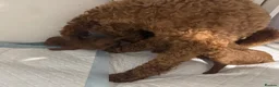 Toy Poodle dogs for sale: KC dark ExtraTiny toy poodle puppies champion line - Advert 3