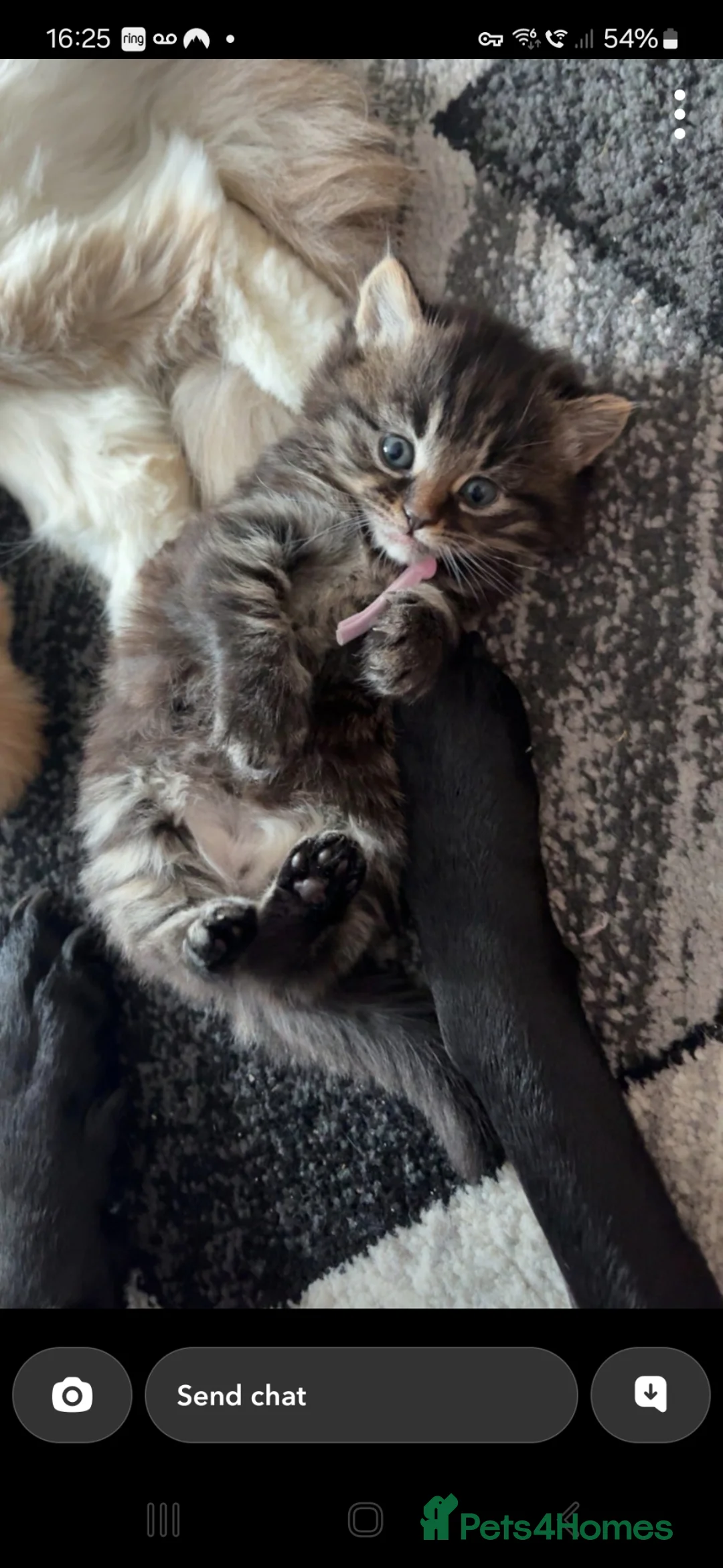 Mixed Breed cats for sale: Ragdoll x kittens  - Advert 2