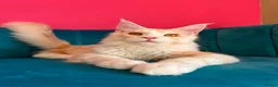 Maine Coon cats for sale: TICA Registered Red Shaded Maine Coon kitten - Advert 6